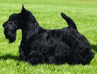 Scottish Terrier. Dundee Diva Grande.