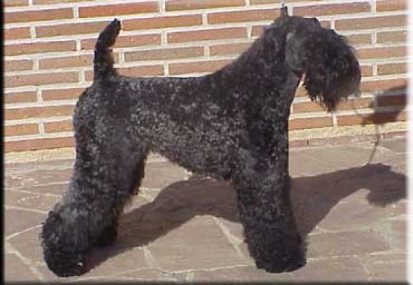 Kerry Blue Terrier. Ch. Tologano de La Cadiera at Rojac. 