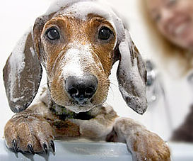 Ba帽o de aseo Ba帽o de aseo