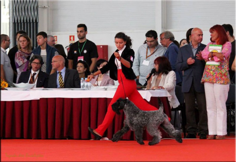 Kerry Blue Terrier. Multi Ch. Vin Diesel de La Cadiera con Maria.