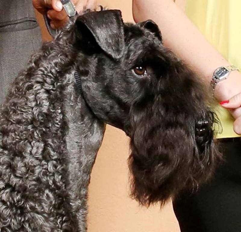 Kerry Blue Terrier.  Ch. La Cadiera Diamonds Are Forever. Cabeza de Quinness