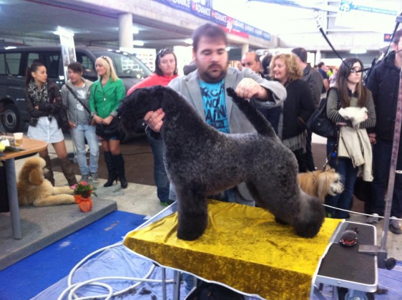 Kerry Blue Terrier. Ch. Bluemont Analivia Purabella at La Cadiera.