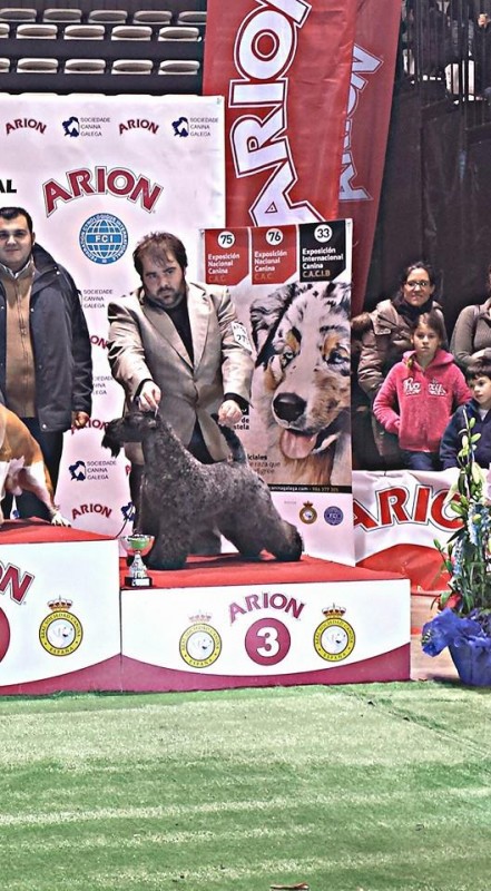 Kerry Blue Terrier. Multi Ch. Bluemont Analivia Purabella at La Cadiera