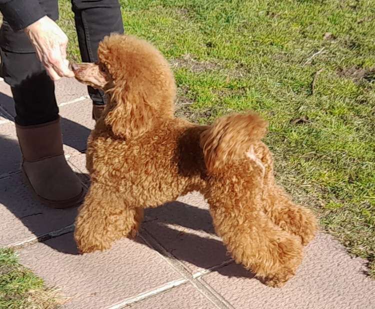 Caniche. La Cadiera Flaman. Caniche. La Cadiera Flaman.