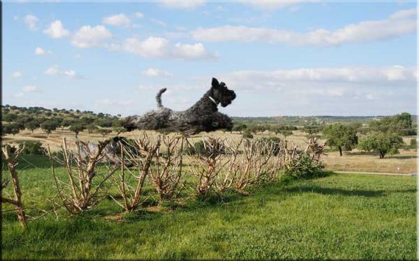 Kerry Blue Terrier. El caracter del Kerry Blue Terrier. Quartz de La Cadiera