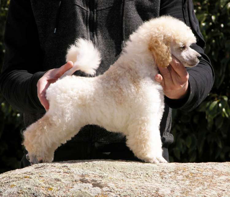 Caniche. Camada 3N. La Cadiera Nemo. 2 meses. No Disponible.
