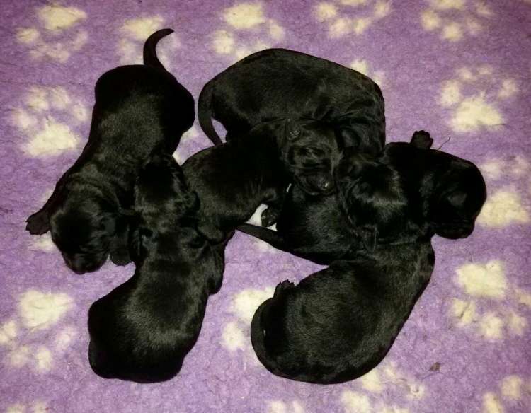 Camada 3K. Con una semana.