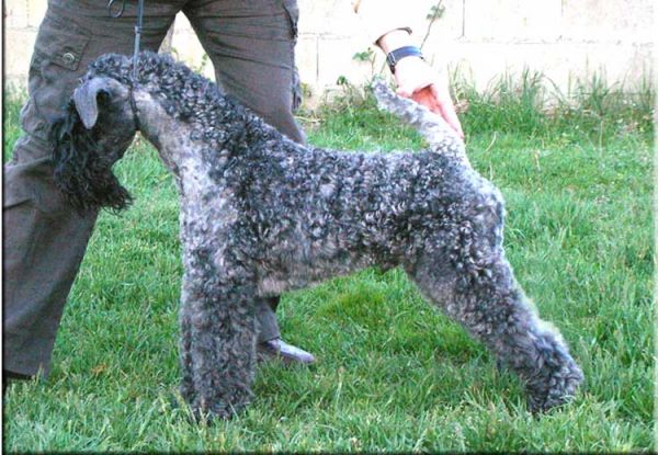 Kerry Blue Terrier. Ch. Gari Baldi de La Cadiera. 