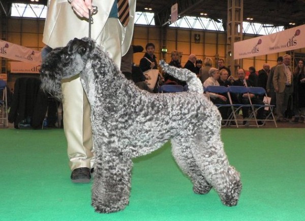 En Crufts...virtual !