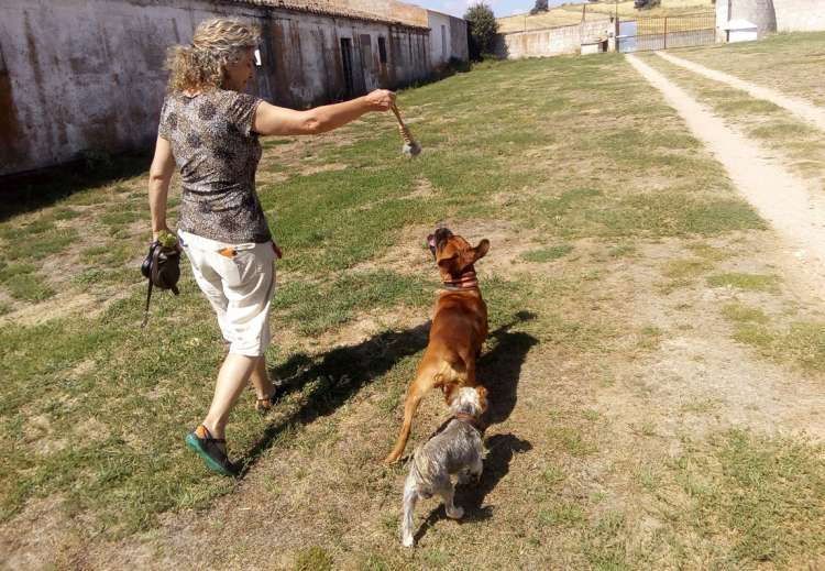 Coco y Nody paseando con Maribel en la Residencia Canina La Cadiera en Avila Coco y Nody paseando con Maribel en la Residencia Canina La Cadiera en Avila