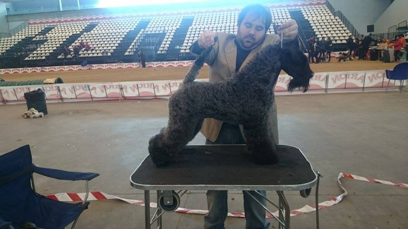 Kerry Blue Terrier. Multi Ch. Bluemont Analivia Purabella at La Cadiera Kerry Blue Terrier. Multi Ch. Bluemont Analivia Purabella at La Cadiera