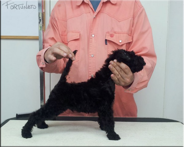 Mis niños los 3 Fs.. La Cadiera Fortunato es Camilo