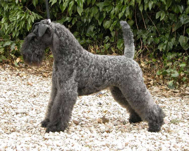 Kerry Blue Terrier. Ch. La Cadiera Estela Plateada. Kerry Blue Terrier. Ch. La Cadiera Estela Plateada.