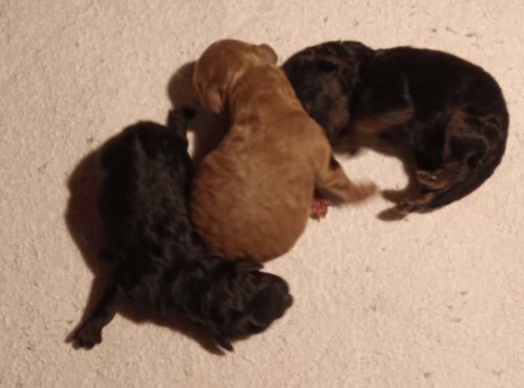 Caniche. Camada 3Q recien nacidos.