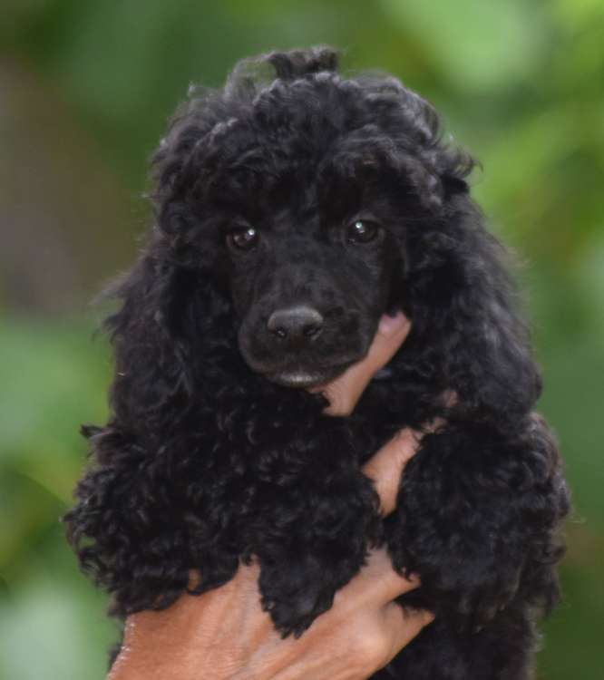 Caniche. Camada 3O. La Cadiera Ole Tu con 2 meses.