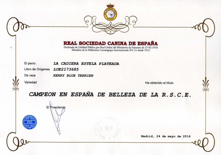 Kerry Blue Terrier. Spain Ch. La Cadiera Estela Plateada.