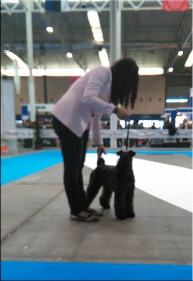 Kerry Blue Terrier. La Cadiera Felicity. Exc. 1ª - CCJ - BOS.  Kerry Blue Terrier. La Cadiera Felicity. Exc. 1ª - CCJ - BOS.