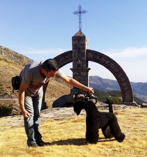 Kerry Blue Terrier. La Cadiera En Estado Puro. Exc. 1º R.CAC R.CACIB.