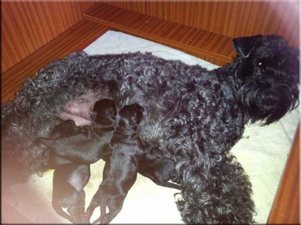 Kerry Blue Terrier. Camada 3A. 