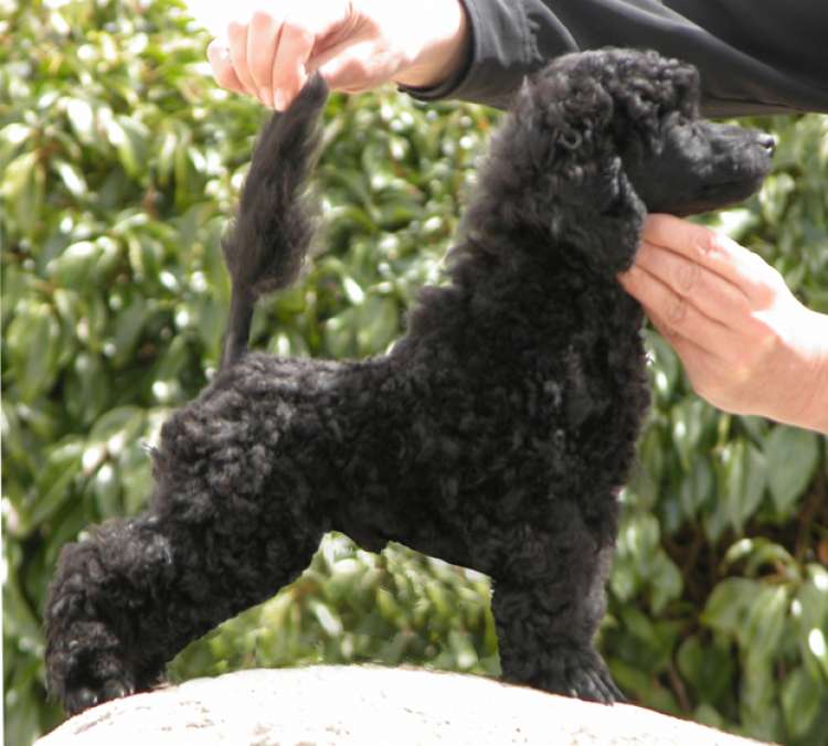 Caniche. La Cadiera Noche Loca.