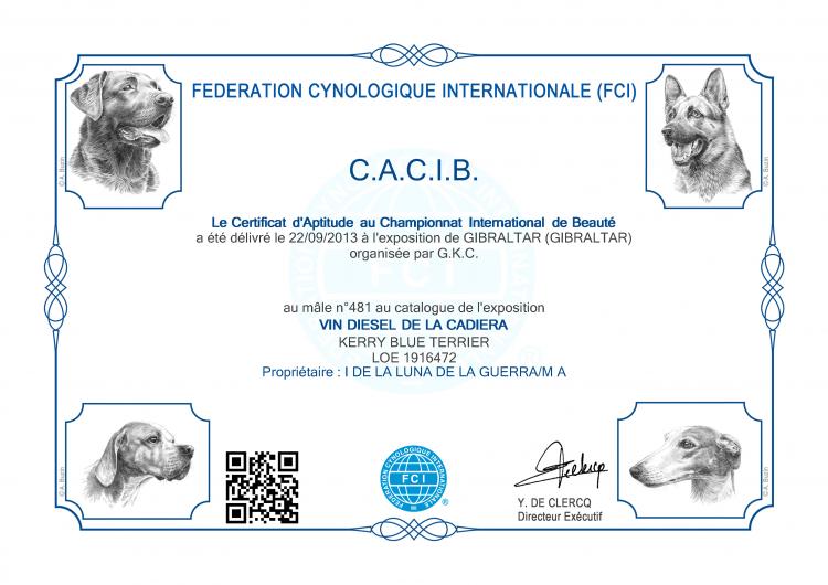 Kerry Blue Terrier.  International Ch. Vin Diesel de La Cadiera.