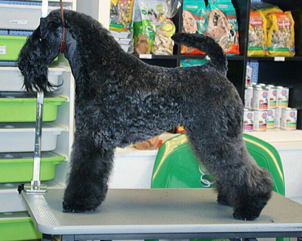Kerry Blue Terrier. Ch. Yo Soy Saraoz de La Cadiera. 