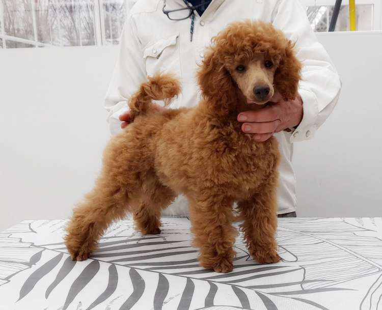 Caniche Enano. Vera De La Cadiera.