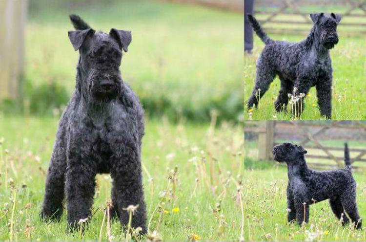 Kerry Blue Terrier. Rex.