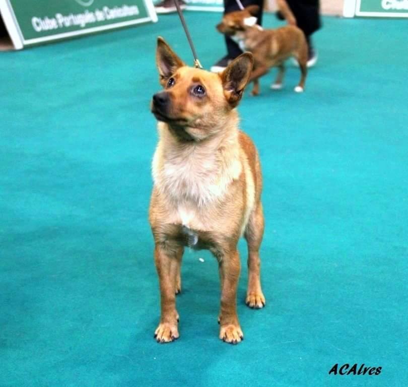Podenco Portugués.  Ch. Kalixta Biankitos de Vale do Cruz.