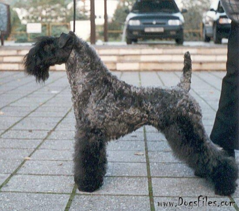 Kerry Blue Terrier.  Ch. Braudag Fantagiro. Kerry Blue Terrier.  Ch. Braudag Fantagiro.