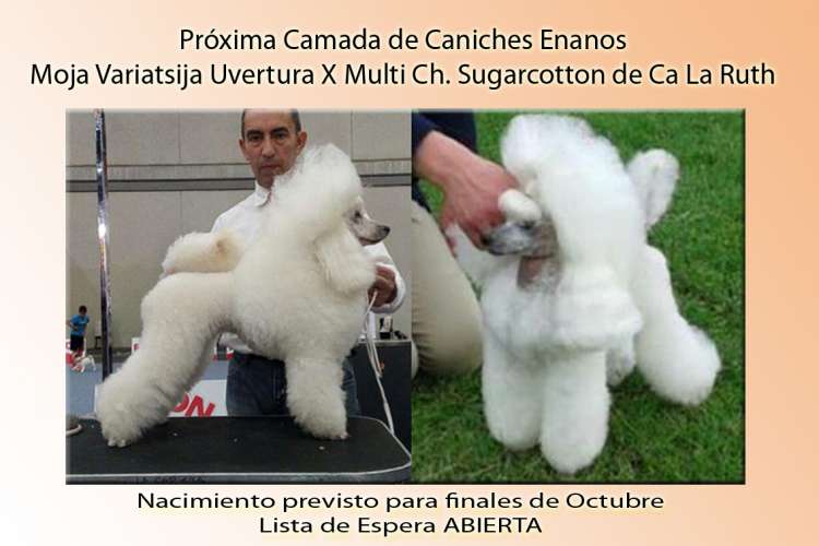 Caniche. Camada 3J.