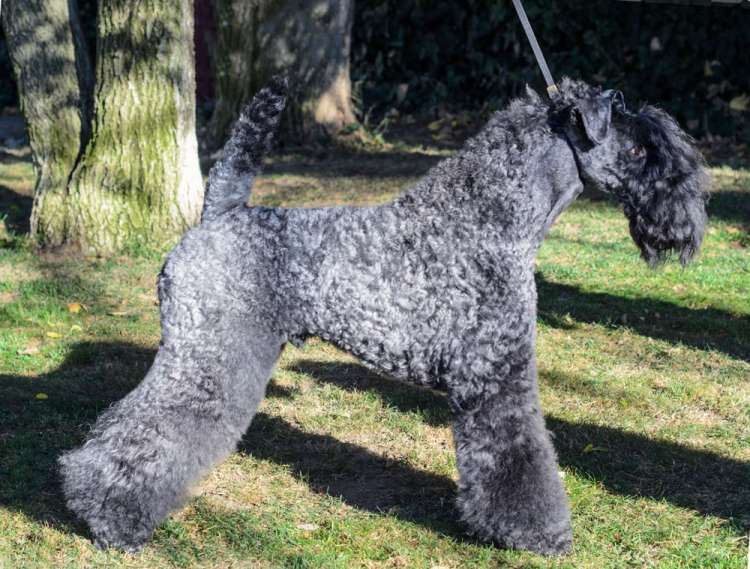 Volzhskiy Arkos Zippo de La Cadiera.