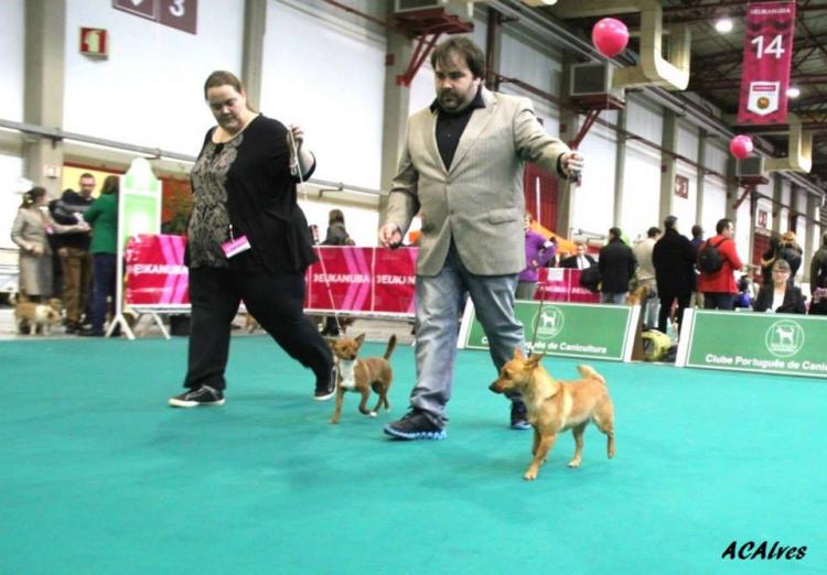 Podenco Portugués.