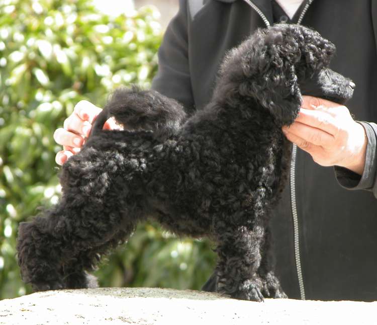 Caniche. Camada 3N. La Cadiera Noche Loca con 11 semanas.