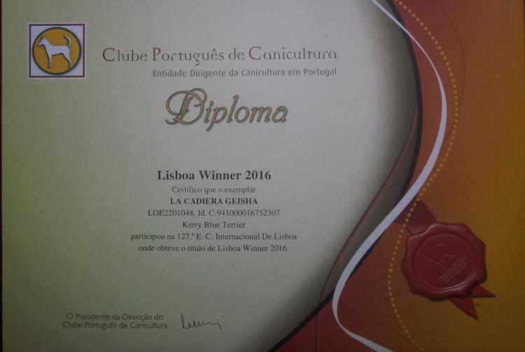 Kerry Blue Terrier. Título Lisbon Winner de Ch. La Cadiera Geisha.