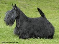 Scottish Terrier. Dundee Cool Trooper.