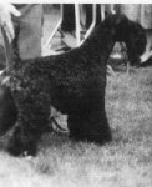 Kerry Blue Terrier. Louisburgh Souvenir