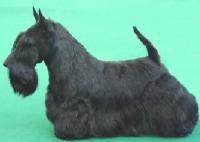 Scottish Terrier. Quaint Goodwill.
