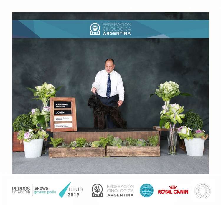 La Cadiera Mamma M?a. Kerry Blue Terrier. Jr. Ch. La Cadiera Mamma Mia.