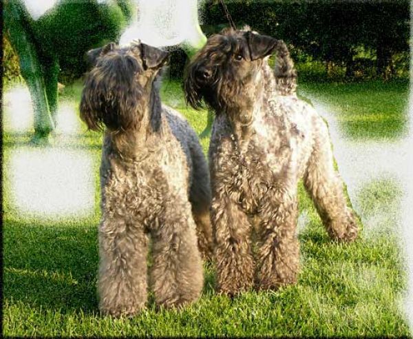 Kerry Blue Terrier. El Piri y Lur