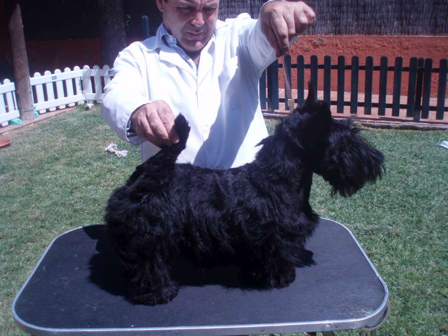 Scottish Terrier. Eversouth As Good As It Is. Scottish Terrier. Eversouth As Good As It Is.