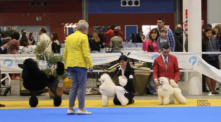 Caniche. Moja Variatsija Uvertura. Exc. 1ª CAC BOB.. Caniche. Moja Variatsija Uvertura. Exc. 1ª CAC BOB..