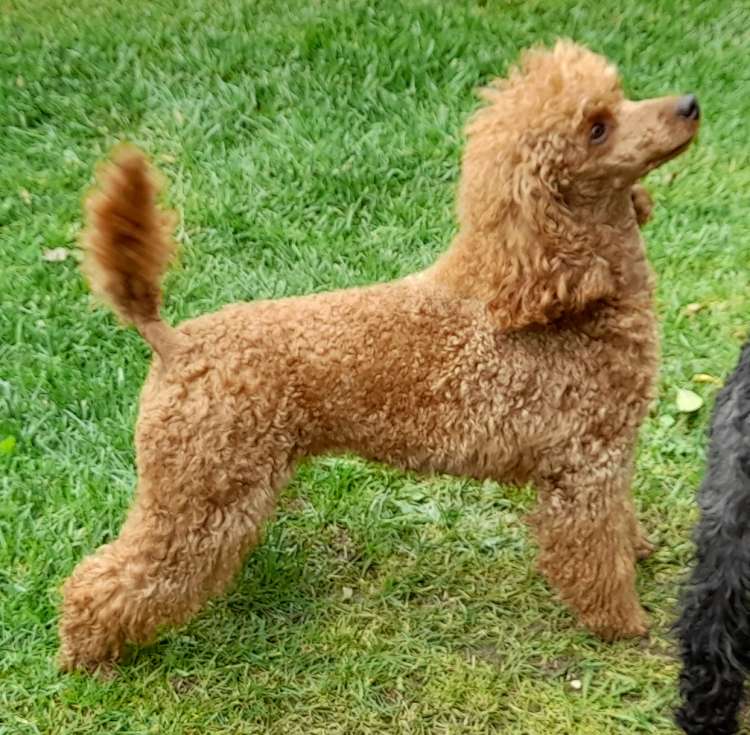 Caniche. Terra Cota D`Lili.