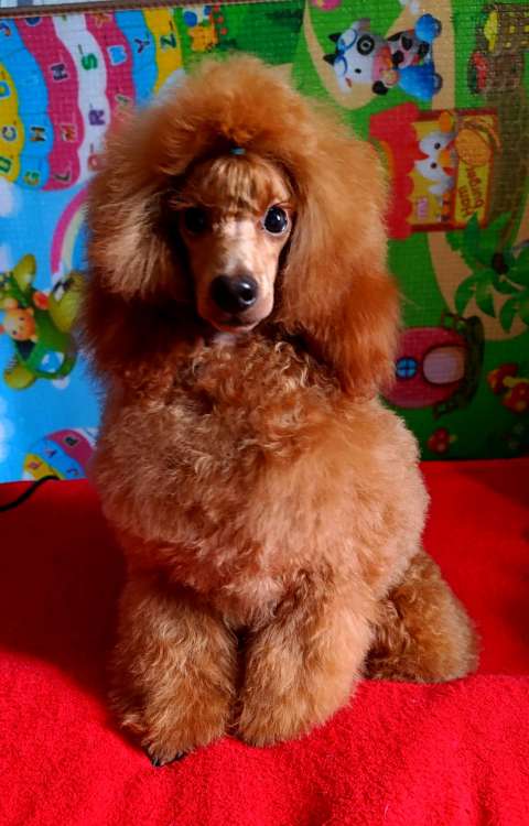 Caniche. Fleece Gold Salvador Dali.