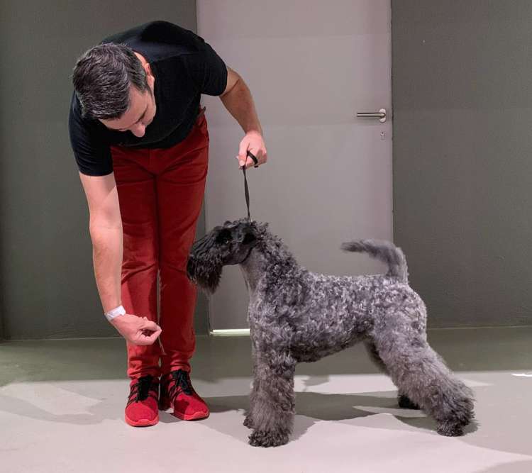 Belleza. 9.ª Exposición Canina Internacional de Braga ( - Portugal)