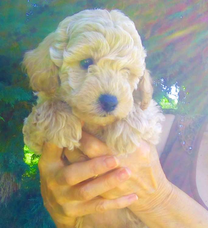 Camada 3L. La Cadiera La Vie en Rose. Hembra. 6 semanas.