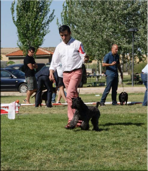 Kerry Blue Terrier. Ch. Bluemont Ena at La Cadiera. CCJ - Mejor de Raza Joven. 