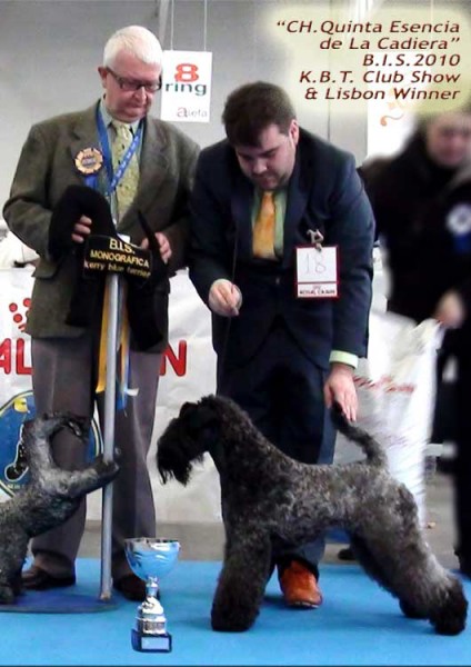 Kerry Blue Terrier. B.I.S. Multi Ch. Quinta Esencia de La Cadiera