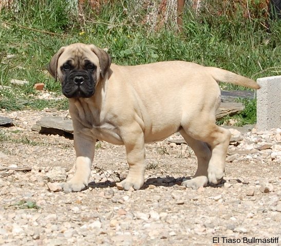 Bullmastiff. Bona Dea De El Tiaso. Bullmastiff. Bona Dea De El Tiaso.