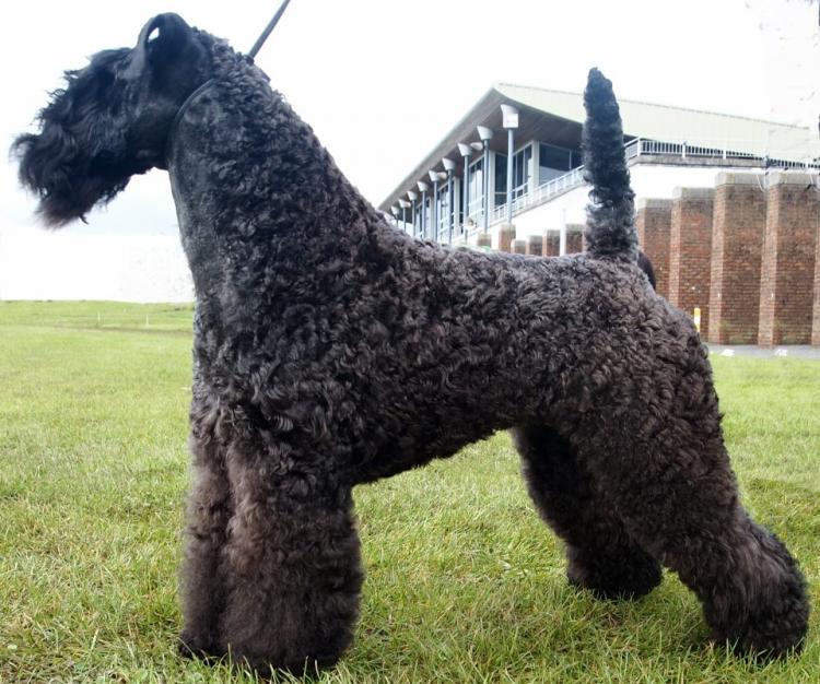 Kerry Blue Terrier. Multi Ch. Bluemont Ariel at Clanciarrai. Kerry Blue Terrier. Multi Ch. Bluemont Ariel at Clanciarrai.
